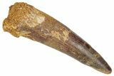 Fossil Spinosaurus Tooth - Real Dinosaur Tooth #348627-1